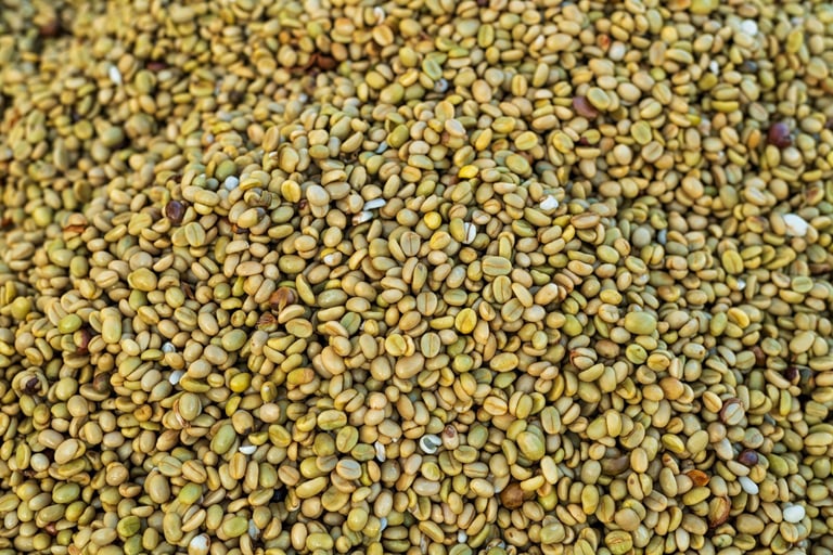 Closeup coffee beans drying in the sun