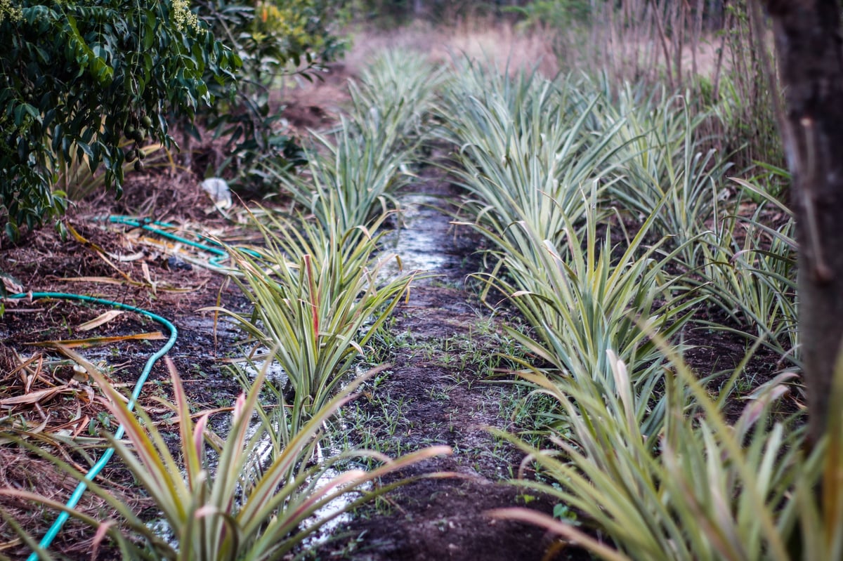 Pineapple cultivation on plantation representing reliable bulk agro supply from Ghana