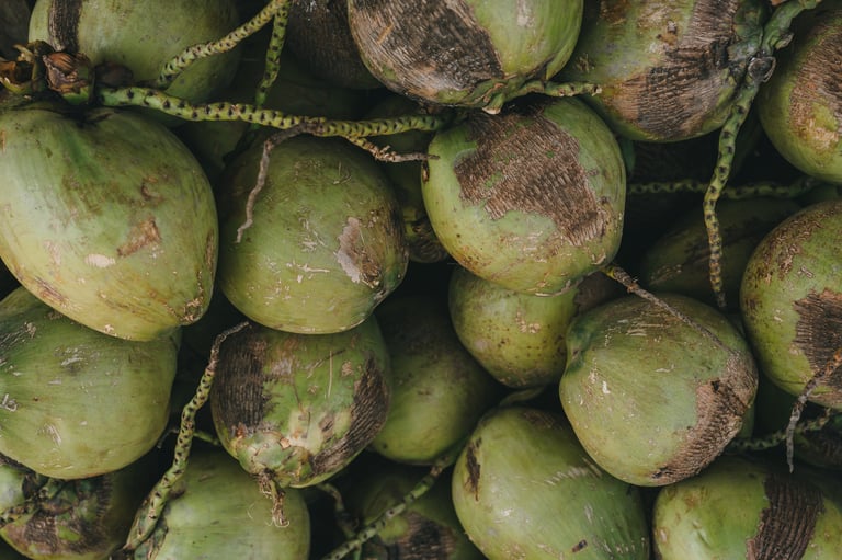 Green coconut fruit with rough texture and stems
