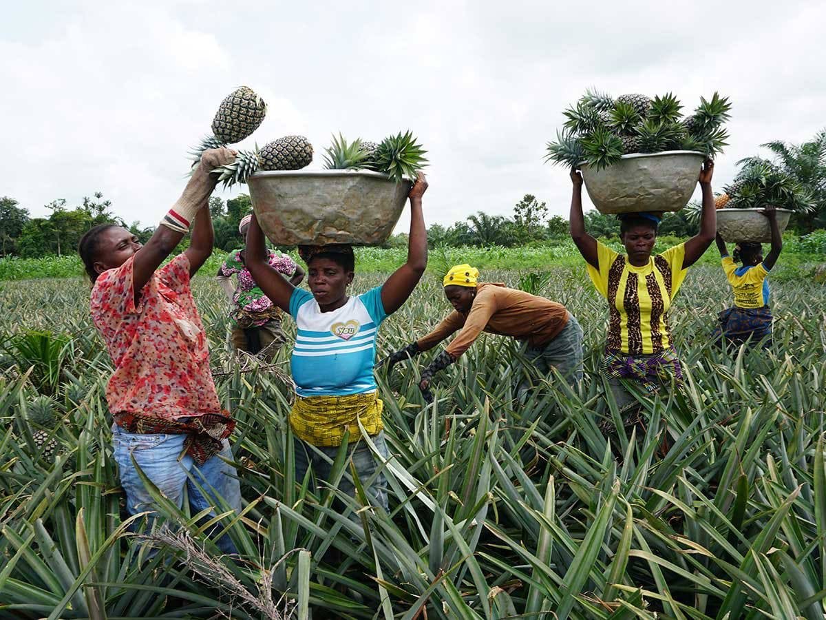 Workers harvest pineapples in a tropical field, holding baskets of fruit above their heads in a rural farm setting